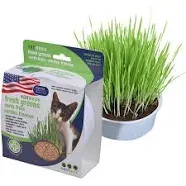 Van Ness Pureness Oat Garden Kit, 1-Ounce, Greens