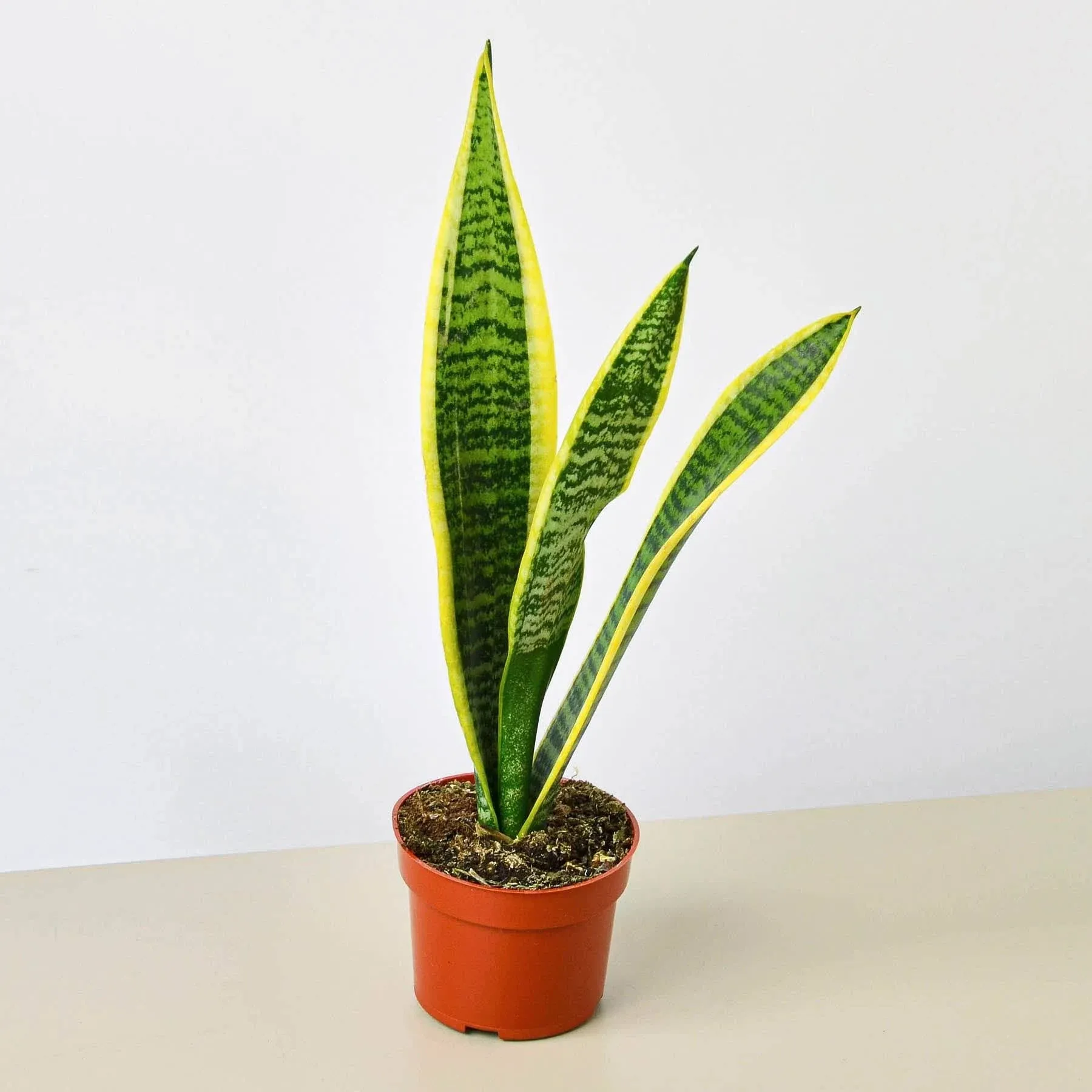 House Plant Shop | Snake 'Laurentii'- 4" Pot| Live Indoor Plant | Easy to Care | Natural Décor Plant | Great Gifts| Free Care Guide