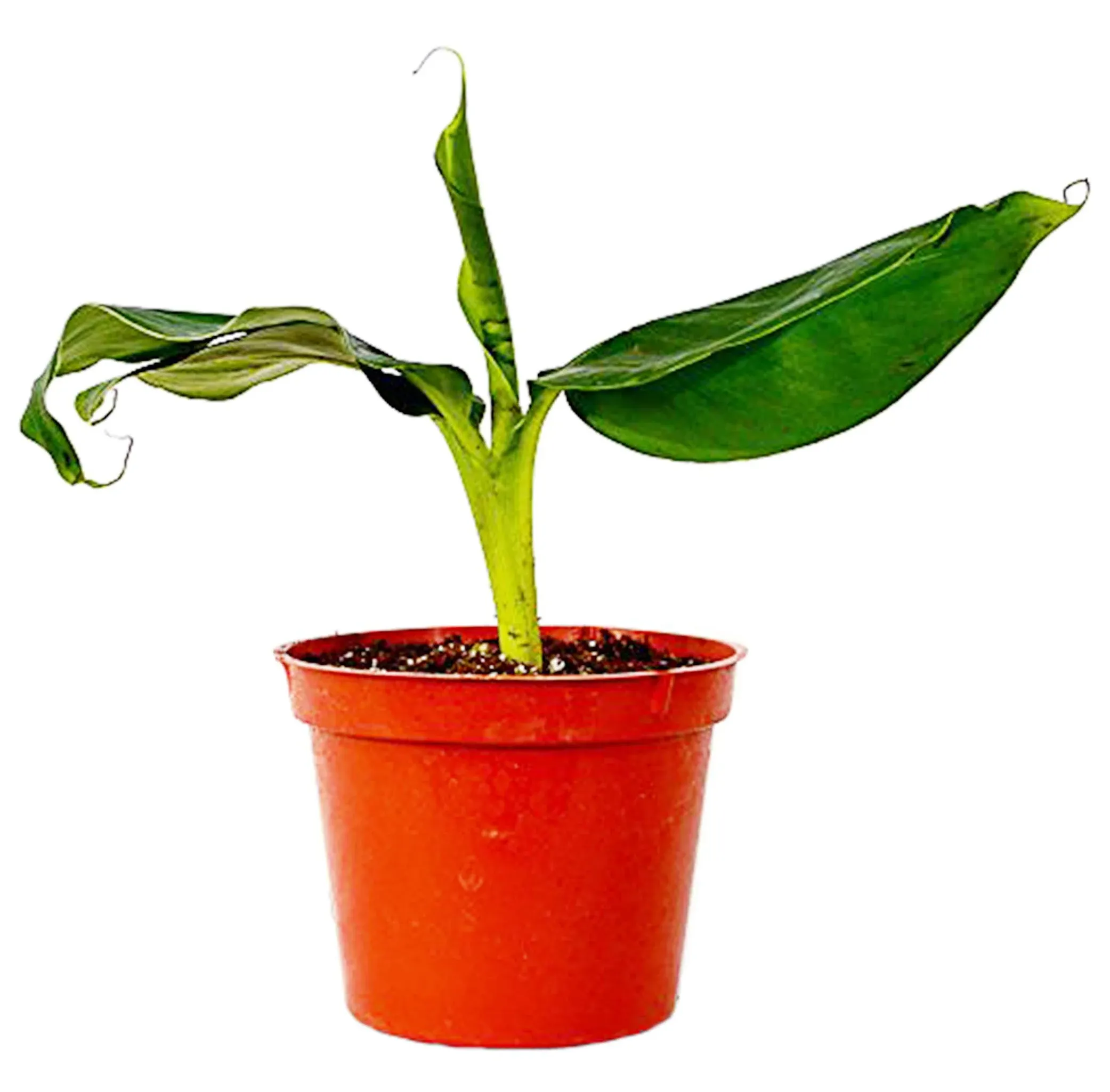 9GreenBox - Tiny Banana Tree - 4" Pot