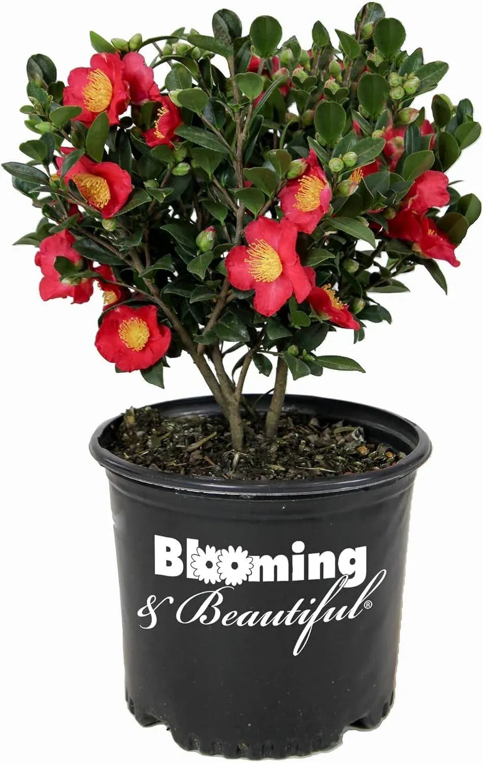 Blooming & Beautiful - Yuletide Camellia - 3 gal - Evergreen Shrub - Red Flowers with Bright Yellow Stamens - Fall Winter Bloom - Zones 7-10 - Camellia Sasanqua 'Yuletide' - 3 Gallon Pot