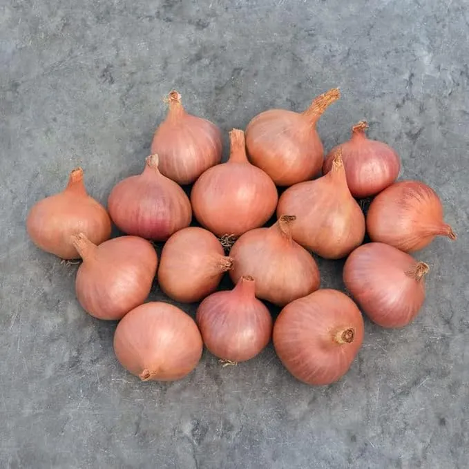 Shallot Seeds - Matador F1 Organic Variety Seeds - Non-GMO - 250 Seeds